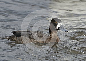 Lesser Scaup duck