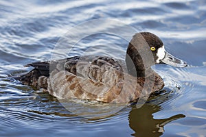 Lesser Scaup duck