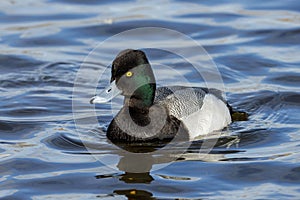 Lesser Scaup duck