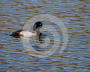 Lesser scaup duck on dappled surface of lake