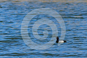 Lesser Scaup duck striking a pose