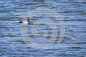 Lesser Scaup duck swimming on the lake