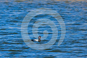 Lesser Scaup duck swimming to the right