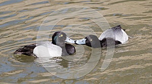 Lesser scaup ducks kissing