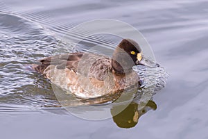 Lesser Scaup Female Duck Swimming in a Pond