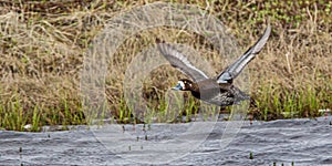 Lesser Scaup In Flight