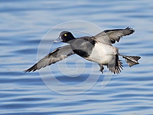 Lesser Scaup in Flight