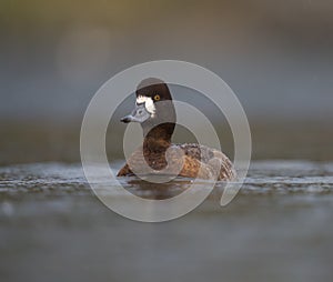 Lesser scaup resting at lakeside