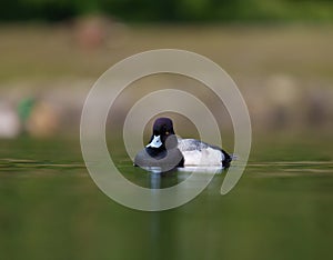 Lesser scaup resting at lakeside