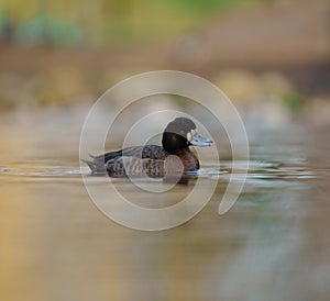 Lesser scaup resting at lakeside