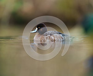 Lesser scaup resting at lakeside