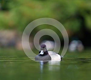 Lesser scaup resting at lakeside