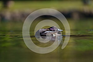 Lesser scaup resting at lakeside