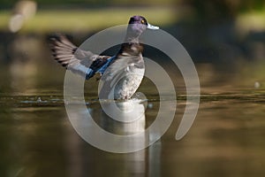 Lesser scaup resting at lakeside