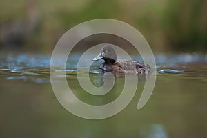 Lesser scaup resting at lakeside