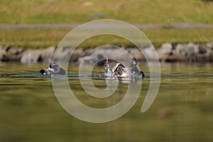 Lesser scaup resting at lakeside