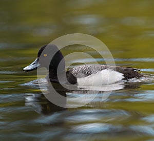 Lesser scaup resting at lakeside