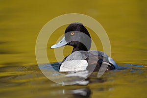 Lesser scaup resting at lakeside