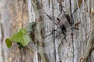 Lesser searcher beetle