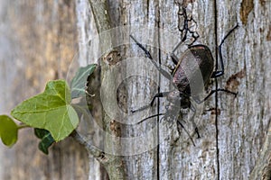Lesser searcher beetle photo