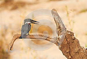 The lesser seen Giant Kingfisher male