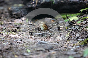 Lesser Shortwing