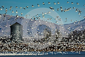 Lesser Snow Geese and Silo