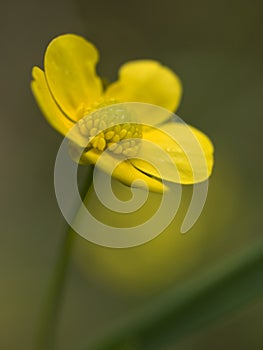 Lesser spearwort buttercup flower