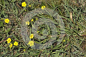 Lesser Spearwort - Ranunculus flammula