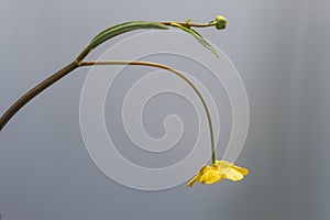Lesser Spearwort & x28;Ranunculus flammula& x29; in flower