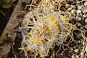 Lesser spearwort or Ranunculus Flammula plant in Saint Gallen in Switzerland