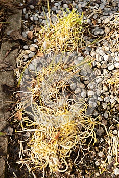 Lesser spearwort or Ranunculus Flammula plant in Saint Gallen in Switzerland