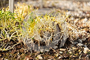 Lesser spearwort or Ranunculus Flammula plant in Saint Gallen in Switzerland