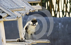 Lesser Spot-nosed Monkey photo