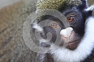 Lesser spot-nosed monkey