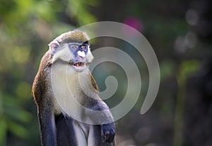 Lesser spot-nosed monkey (Cercopithecus petaurista)