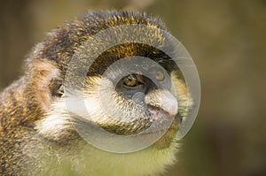 Lesser spot-nosed monkey photo