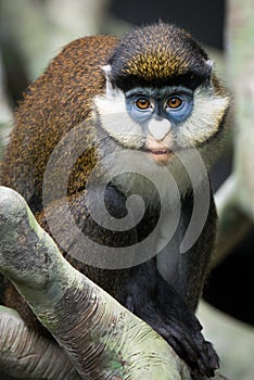 Lesser Spot-Nosed Monkey II