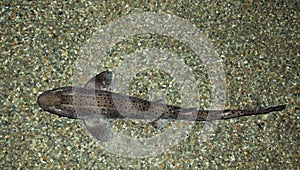 Lesser Spotted Catshark