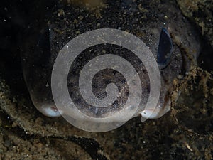 Lesser-spotted dogfish, Scyliorhinus canicula. Loch Fyne. Diving, Scotland photo