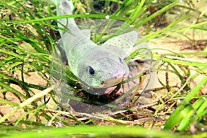 Lesser-spotted Dogfish/ Small-spotted catshark