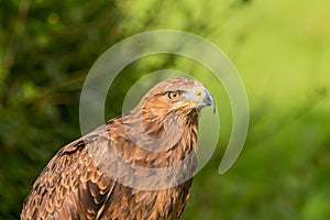 Lesser Spotted Eagle Aquila pomarina