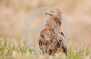 Lesser spotted eagle - Clanga pomarina - female