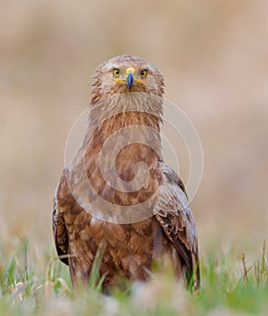 Lesser spotted eagle - Clanga pomarina - female