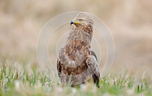 Lesser spotted eagle - female in spring