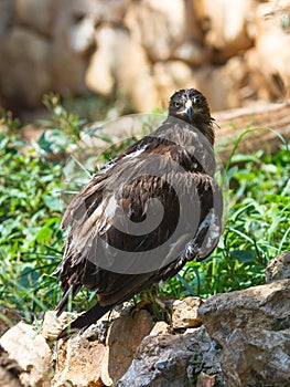 Lesser Spotted Eagle is sitting on a rock