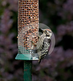 Lesser Spotted Woodpecker