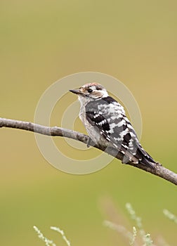 Lesser spotted woodpecker