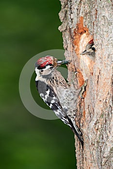 Lesser spotted woodpecker with chick