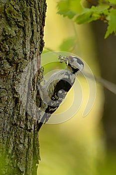 Lesser Spotted Woodpecker - Dendrocopos minor